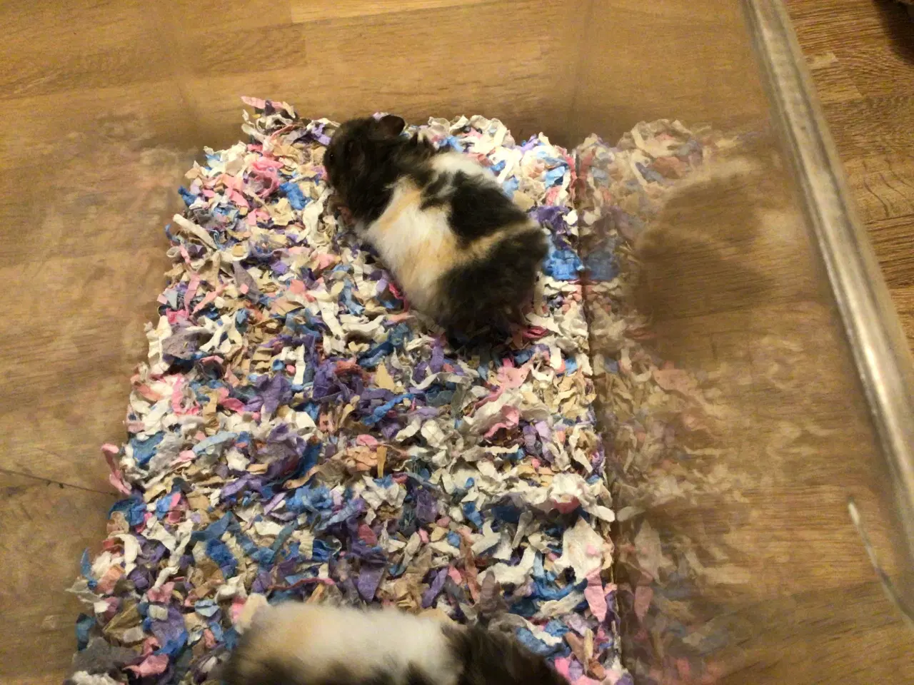 Billede 2 - Guldhamster unger