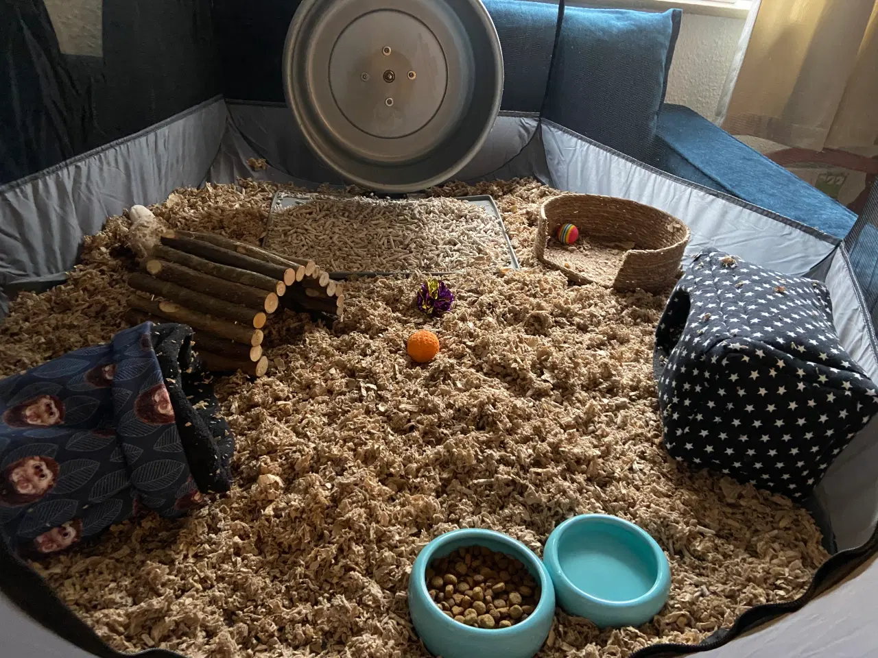 Billede 8 - Afrikansk Pygmæ Pindsvin