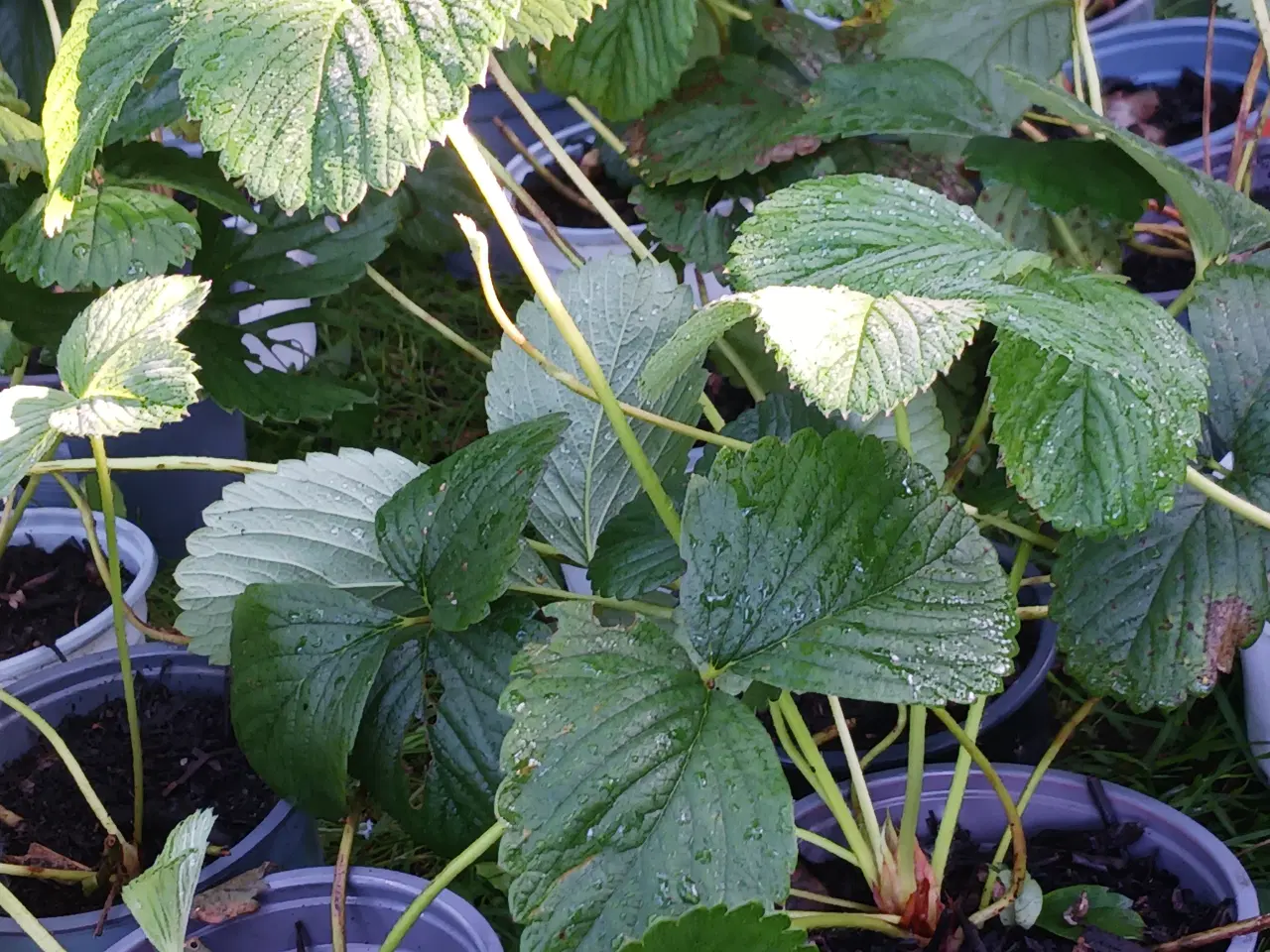 Billede 2 - Hvide jordbær