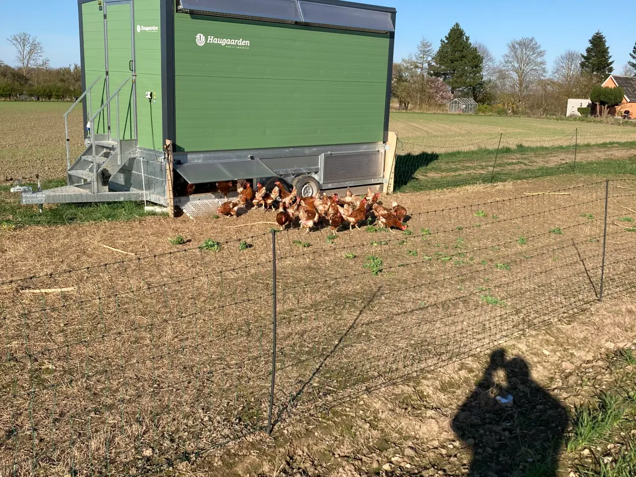 Billede 2 - Høns til haven