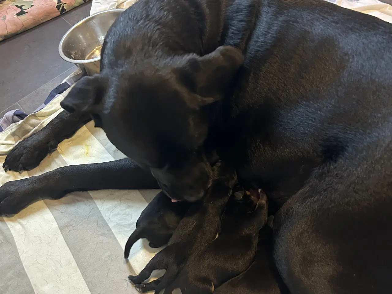 Billede 6 - Labrador/rottweiler hvalpe