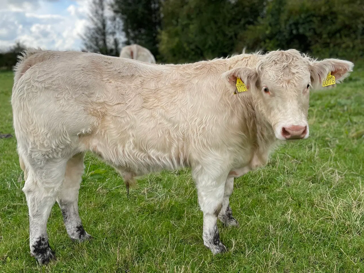 Billede 1 - Charolais tyr