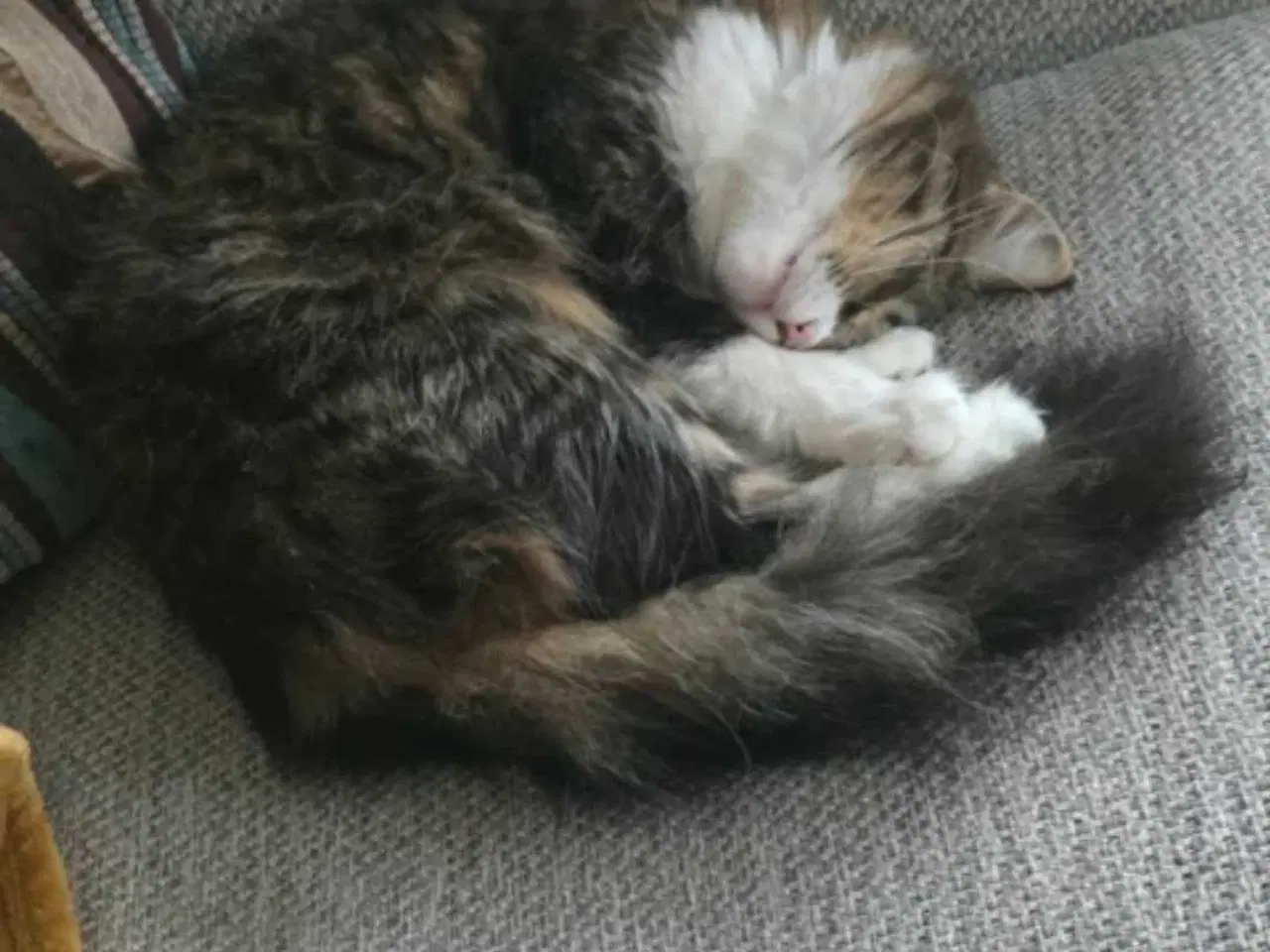 Billede 4 - Minnie søger nyt hjem