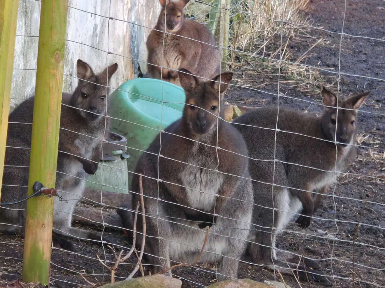 Billede 1 - 2.0.Wallaby til salg. 