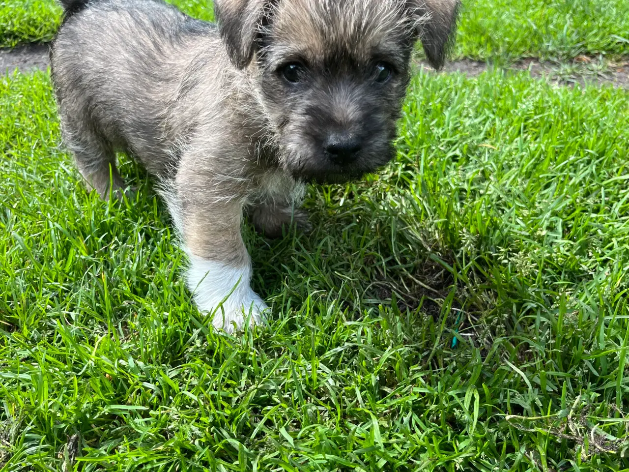 Billede 1 - Cairn terrier hvalpe sælges 