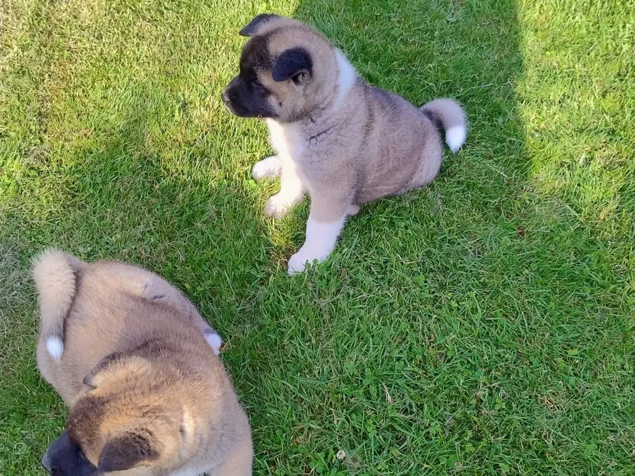 Billede 8 - Hundehvalpe Akita American 