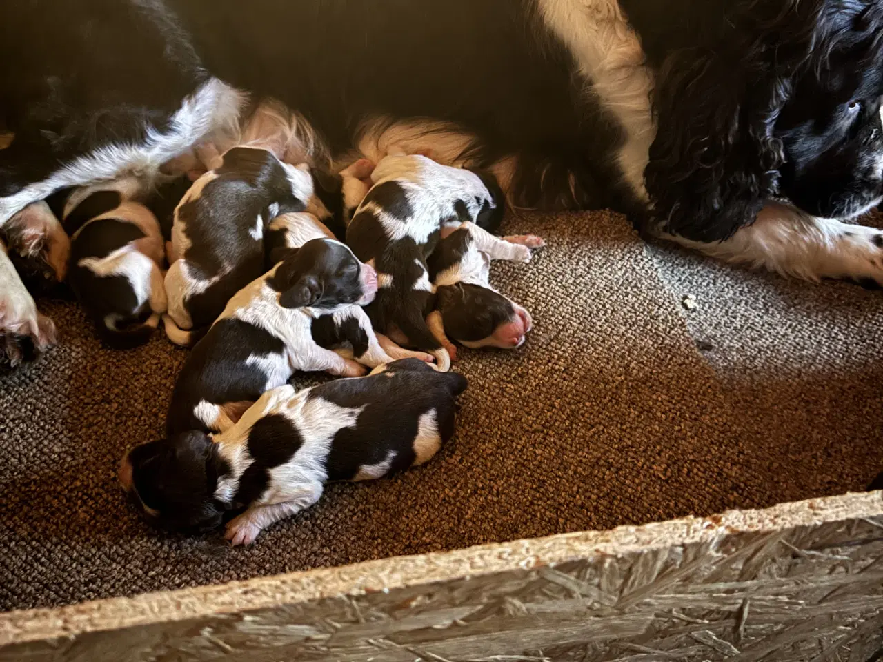 Billede 1 - Engelsk Springer Spaniel