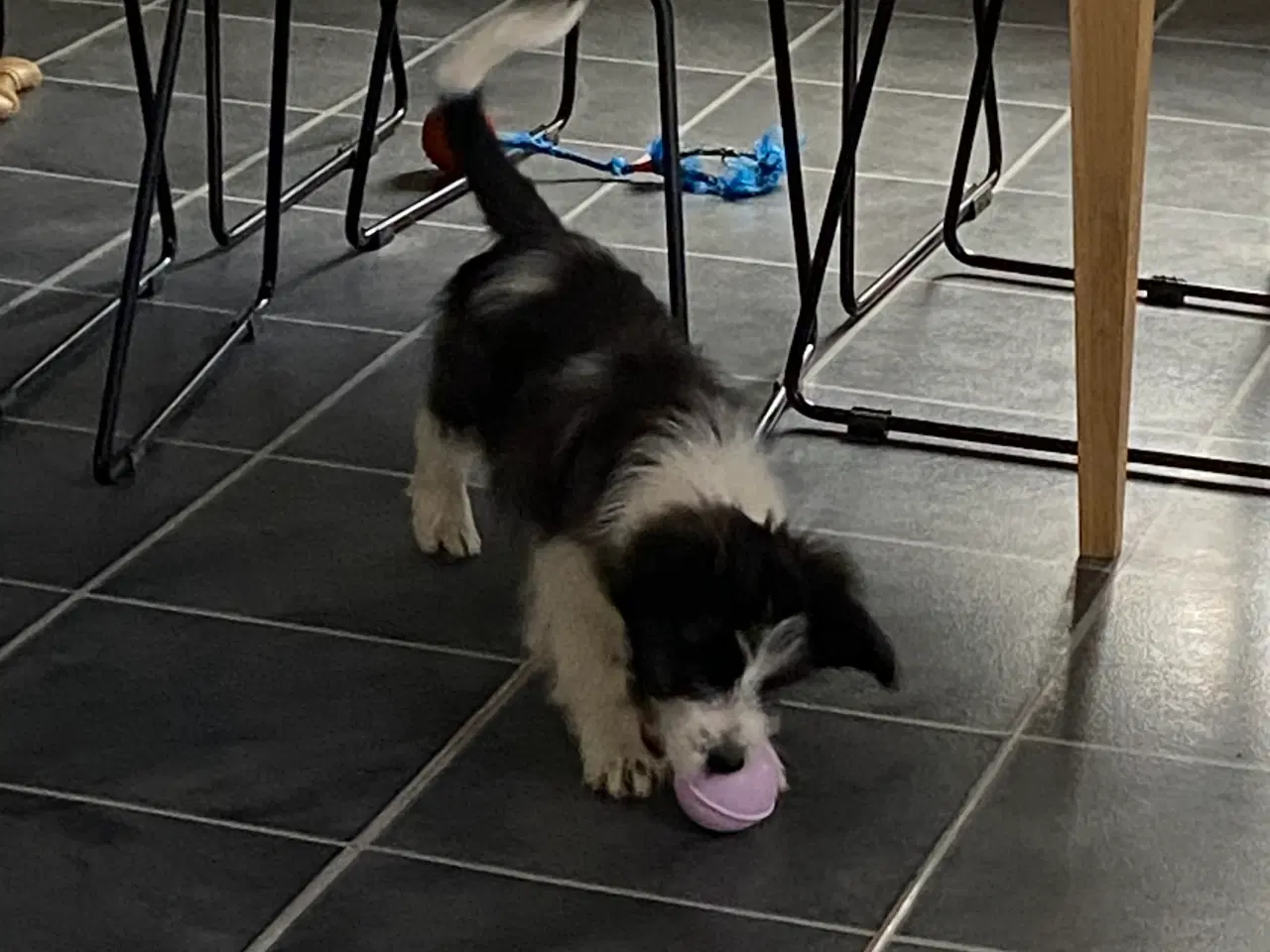 Billede 10 - Border collie / Coton de Tulear Så er vi Klar