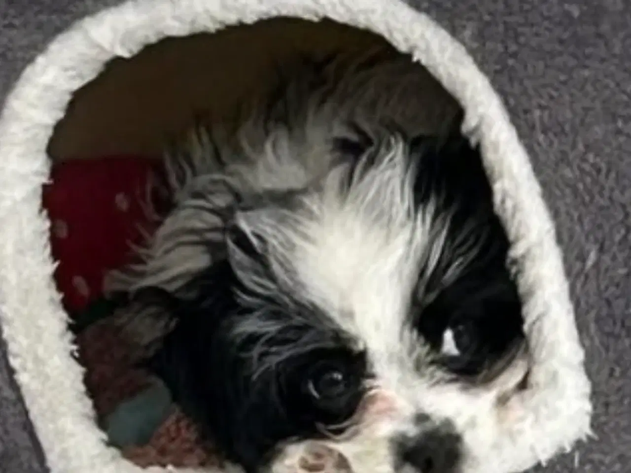 Billede 5 - Cavalier/ Yorkshire terrier 