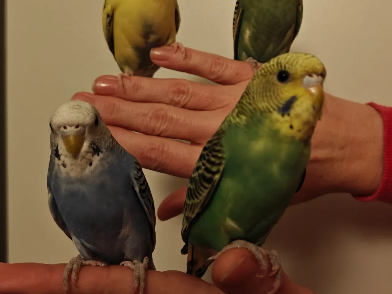 Billede 4 - Undulater 4 stk., håndtamme