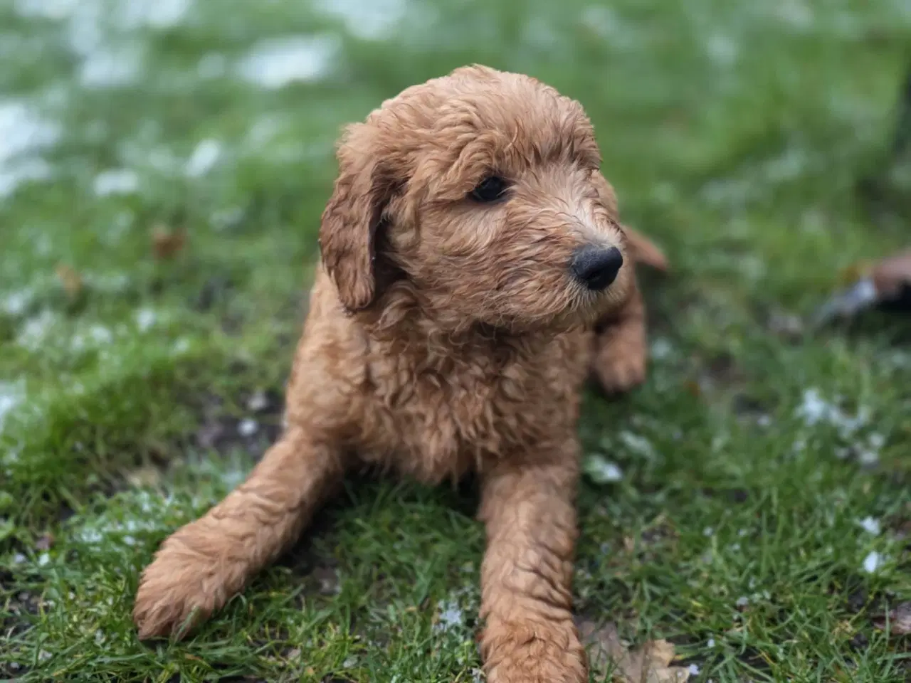 Billede 2 - GoldenDoodle