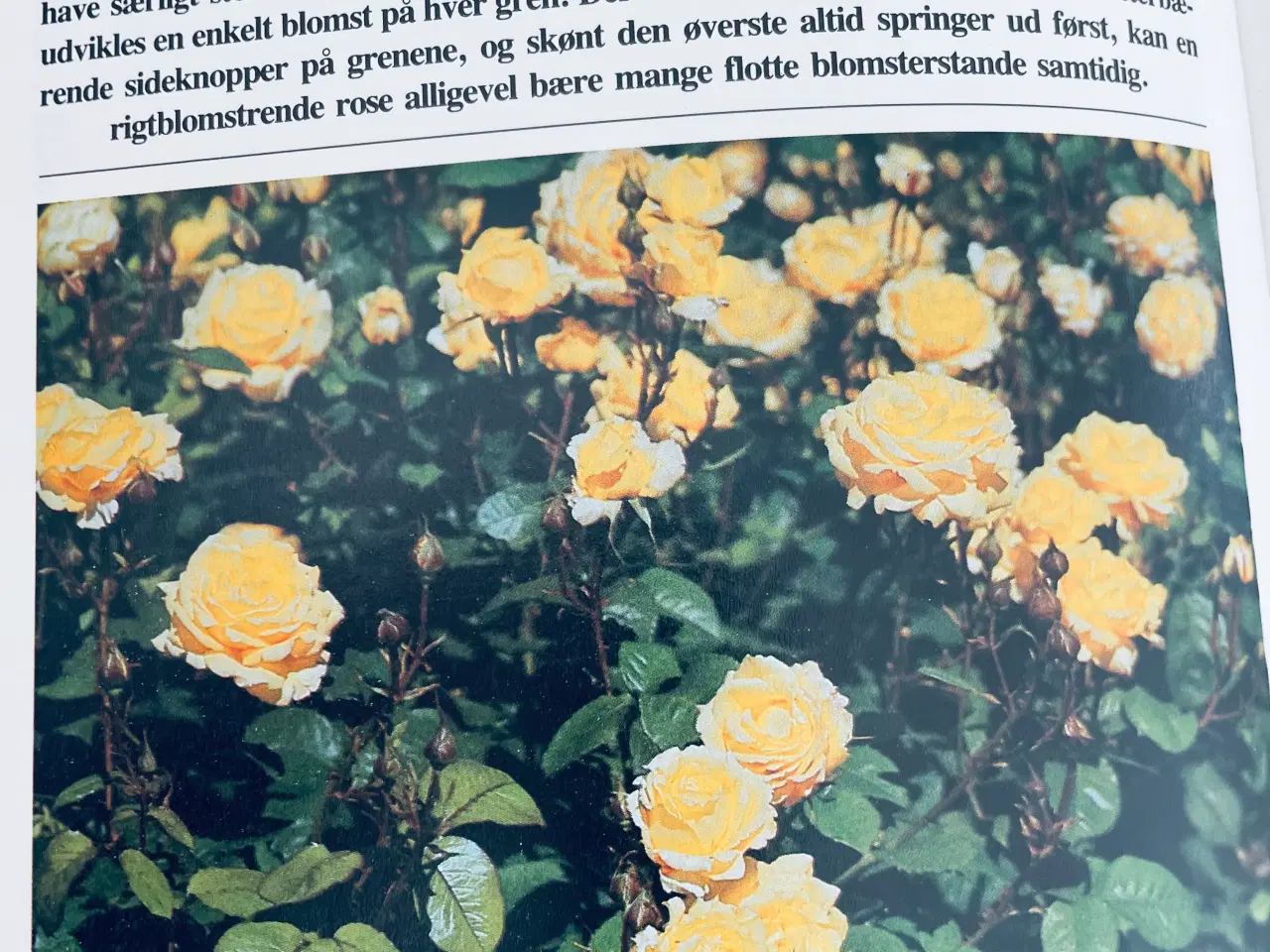 Billede 12 - Roser i alle farver 