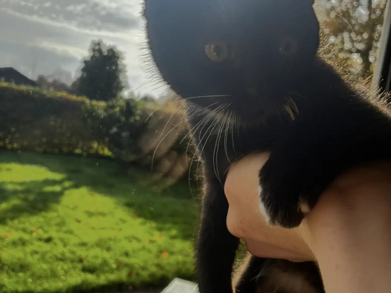 Billede 1 - Sød langhåret killing på 14 uger 