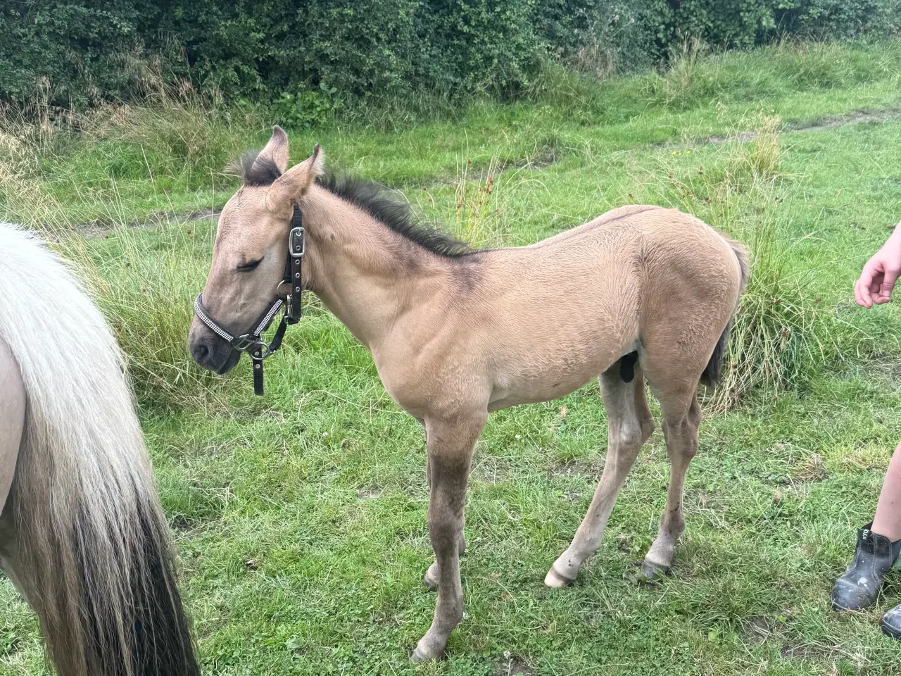 Billede 2 - 3 årig hoppe med føl 