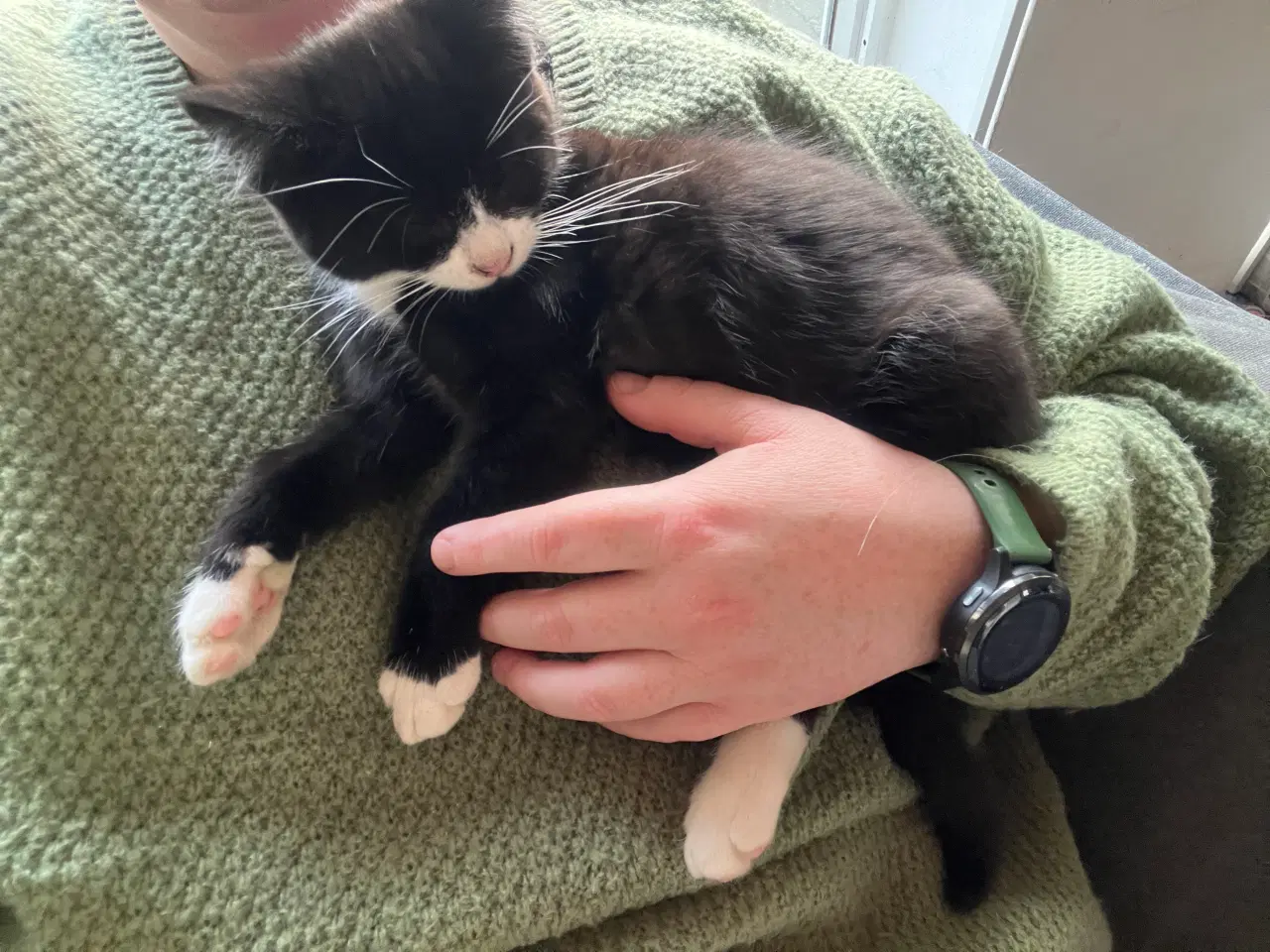 Billede 9 - Han-killing, Maine Coon-blanding 