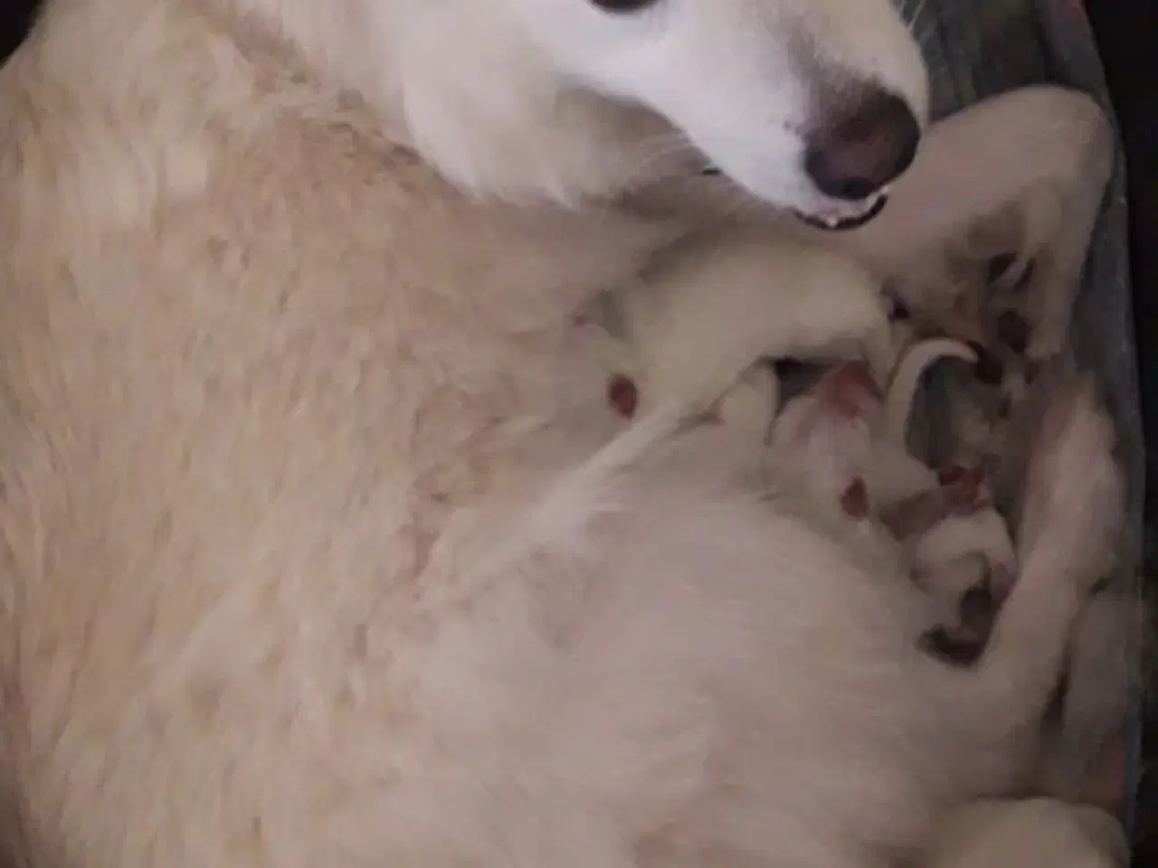 Billede 2 - Samojed/Dansk Spids hvalpe 8 uger 30/8