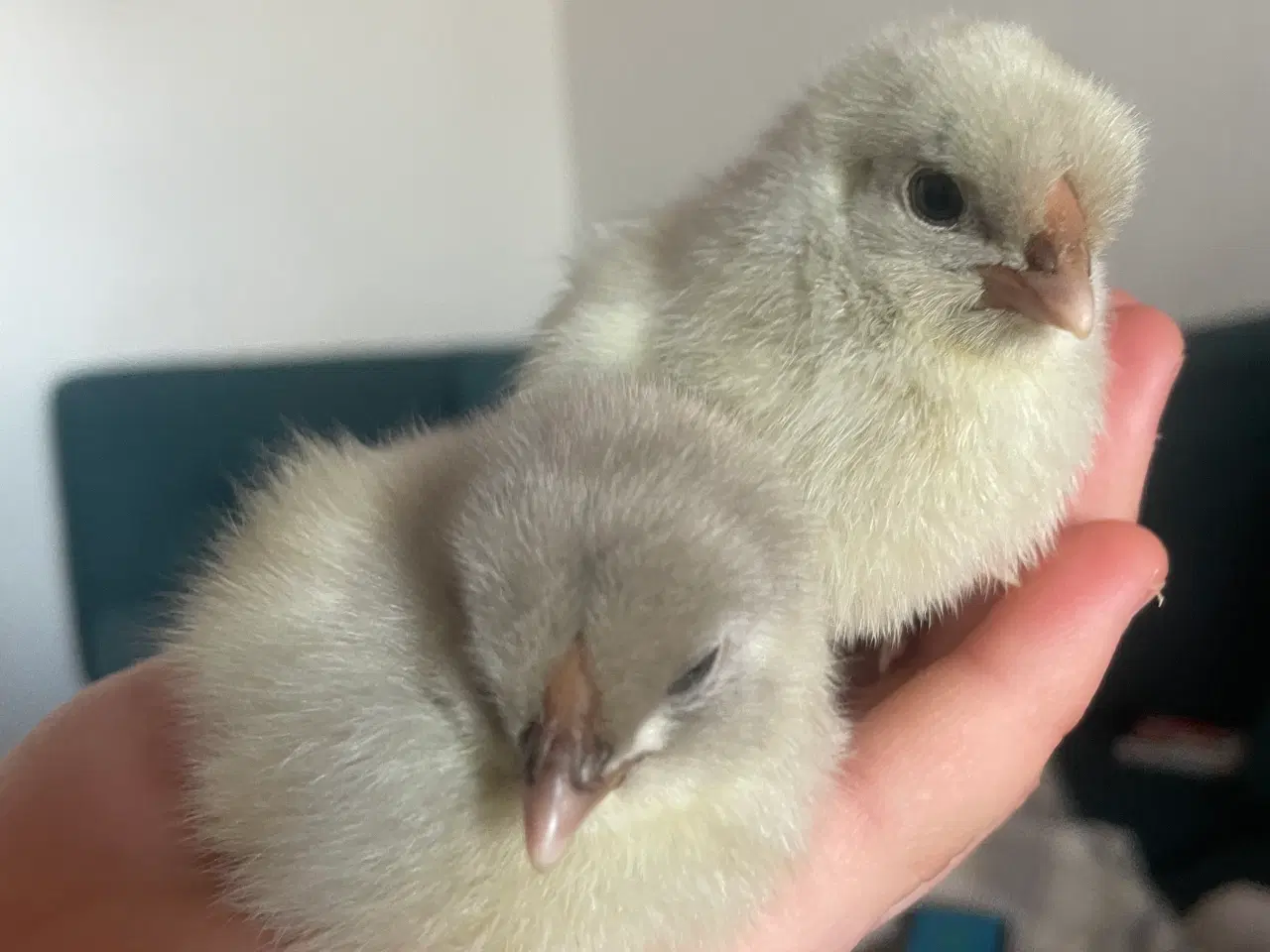 Billede 1 - Daggamle kyllinger og rugeæg 