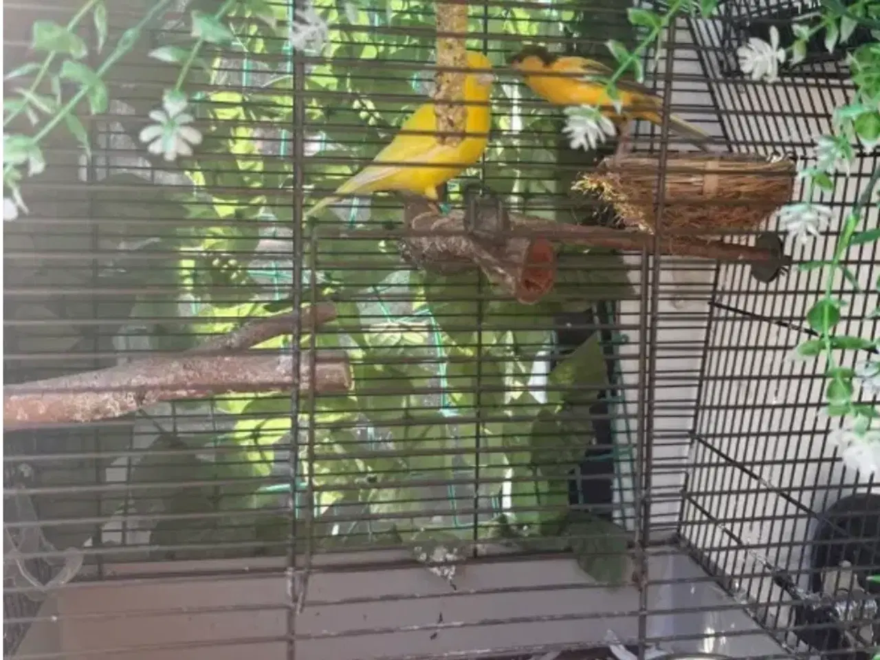 Billede 1 - Kanariefugl til salg 🐦