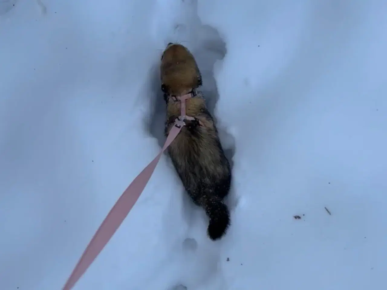 Billede 4 - 2 fritter/ilder med bur