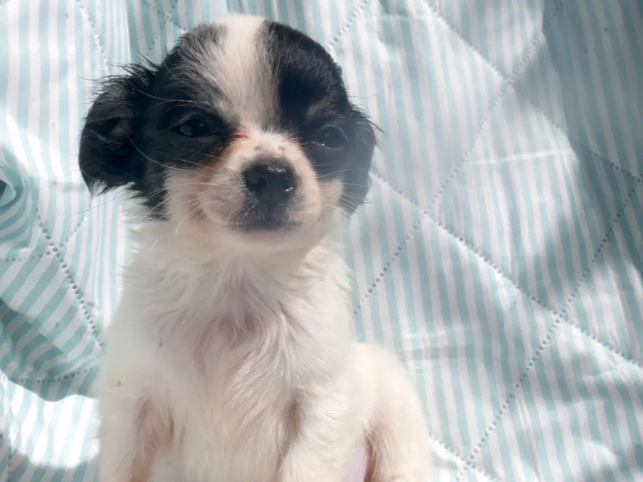 Billede 11 - Små langhårede pomchi hvalpe 