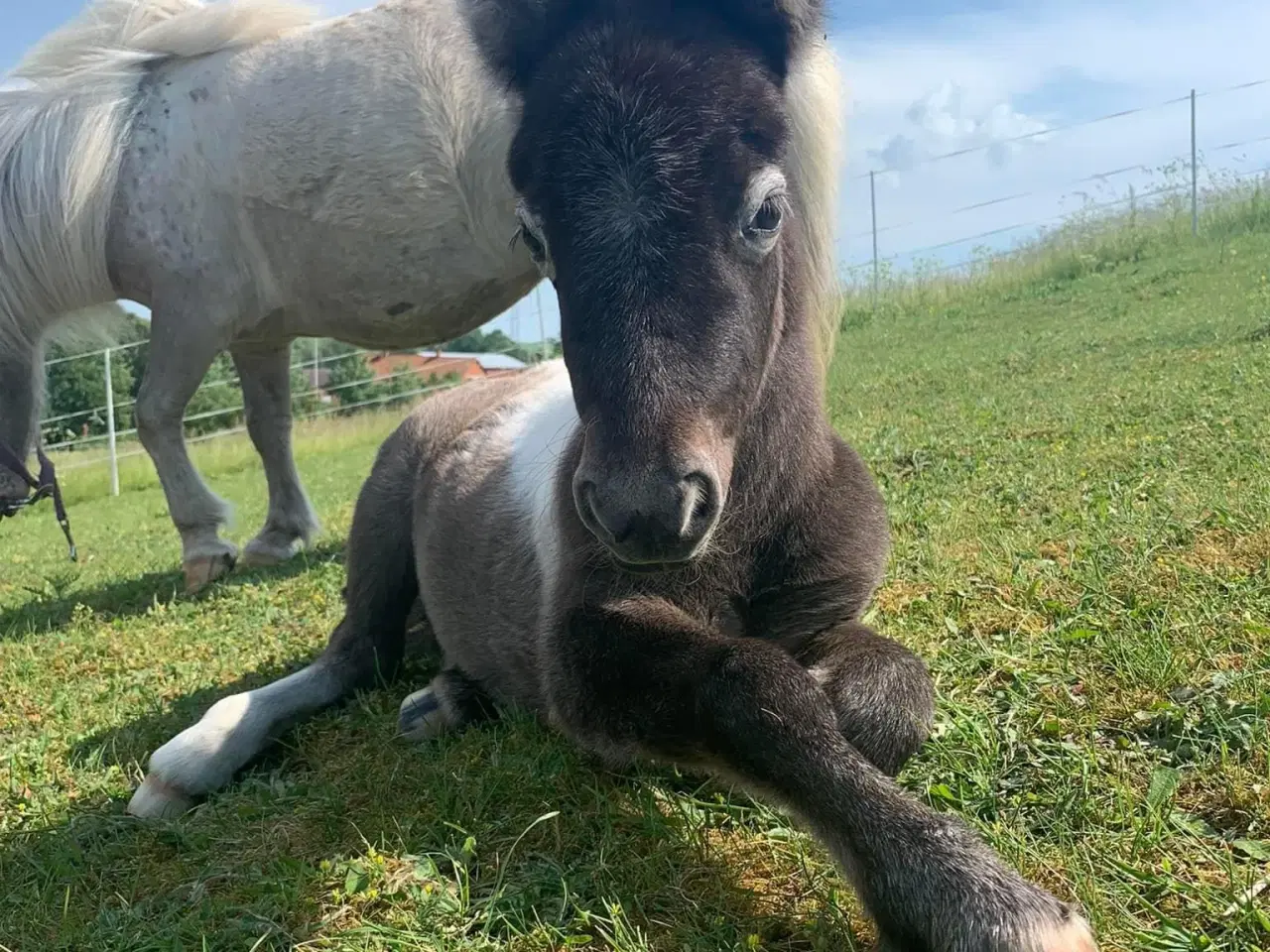 Billede 10 - Mini shetlands hoppeføl