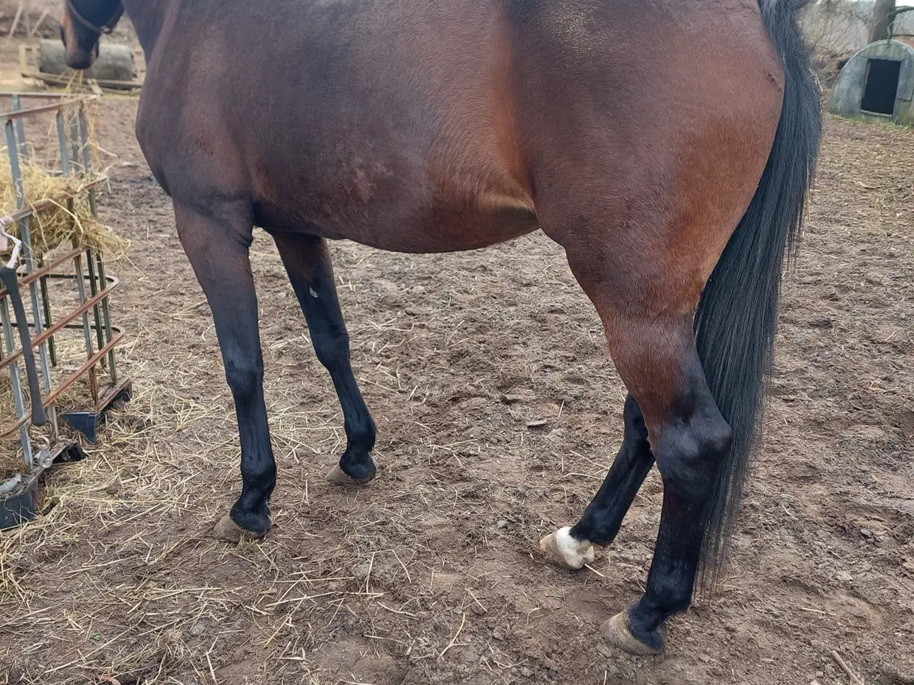 Billede 8 - Trav hoppe  sælges