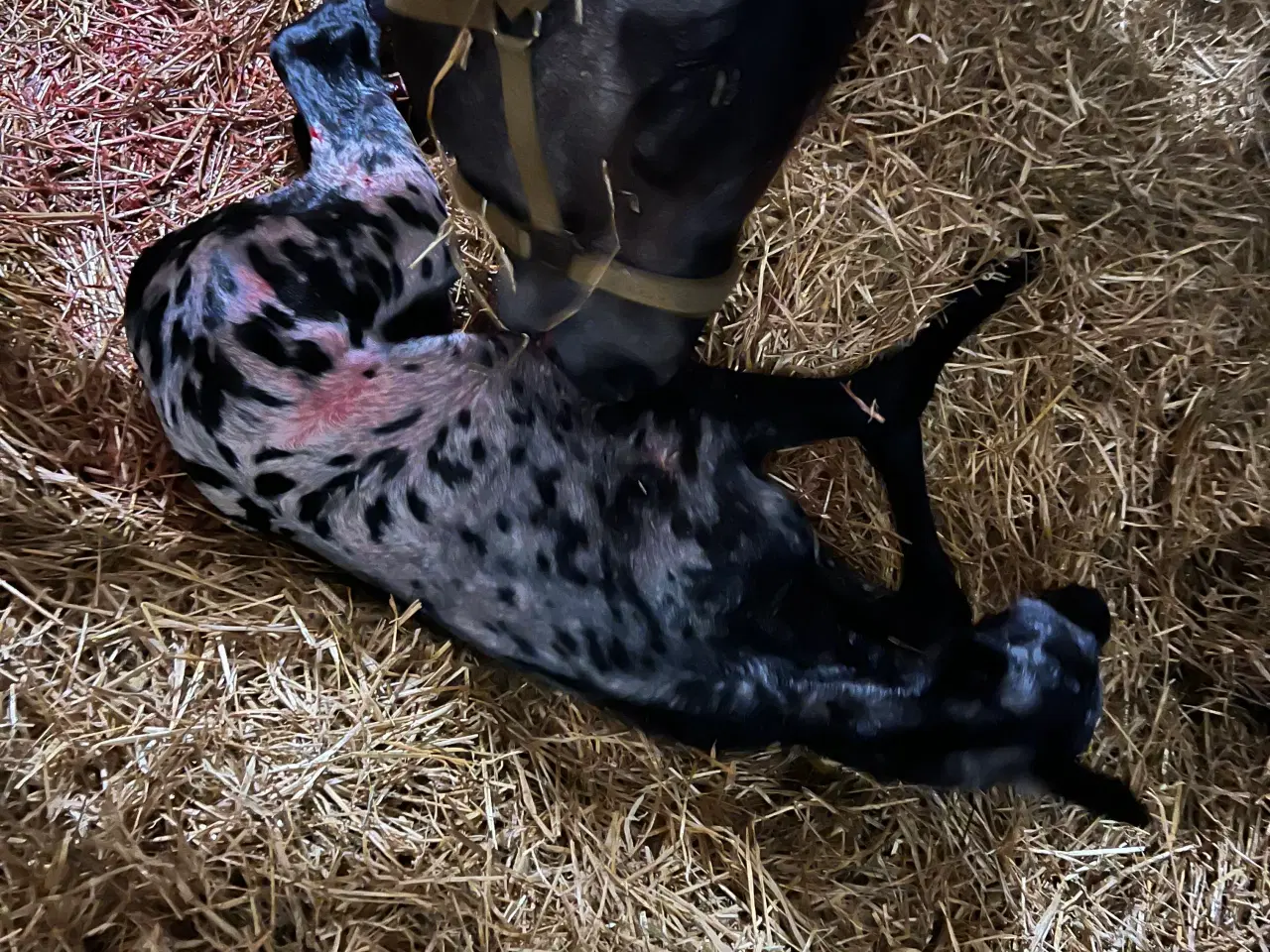 Billede 11 - Smuk Knabstrup blanding 🩵