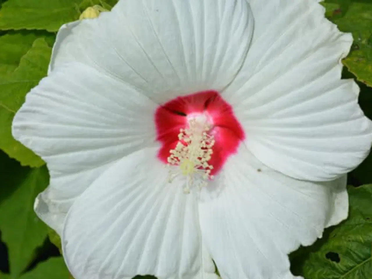 Billede 2 - Kæmpe Hibiscus Moschetus