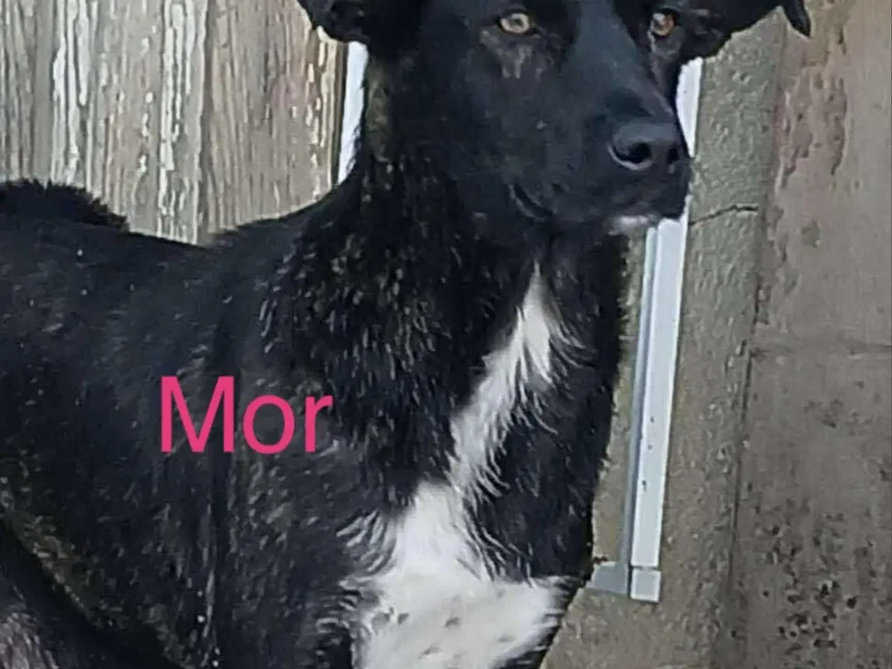 Billede 14 - Smukke Ally leder efter sin egen familie💝