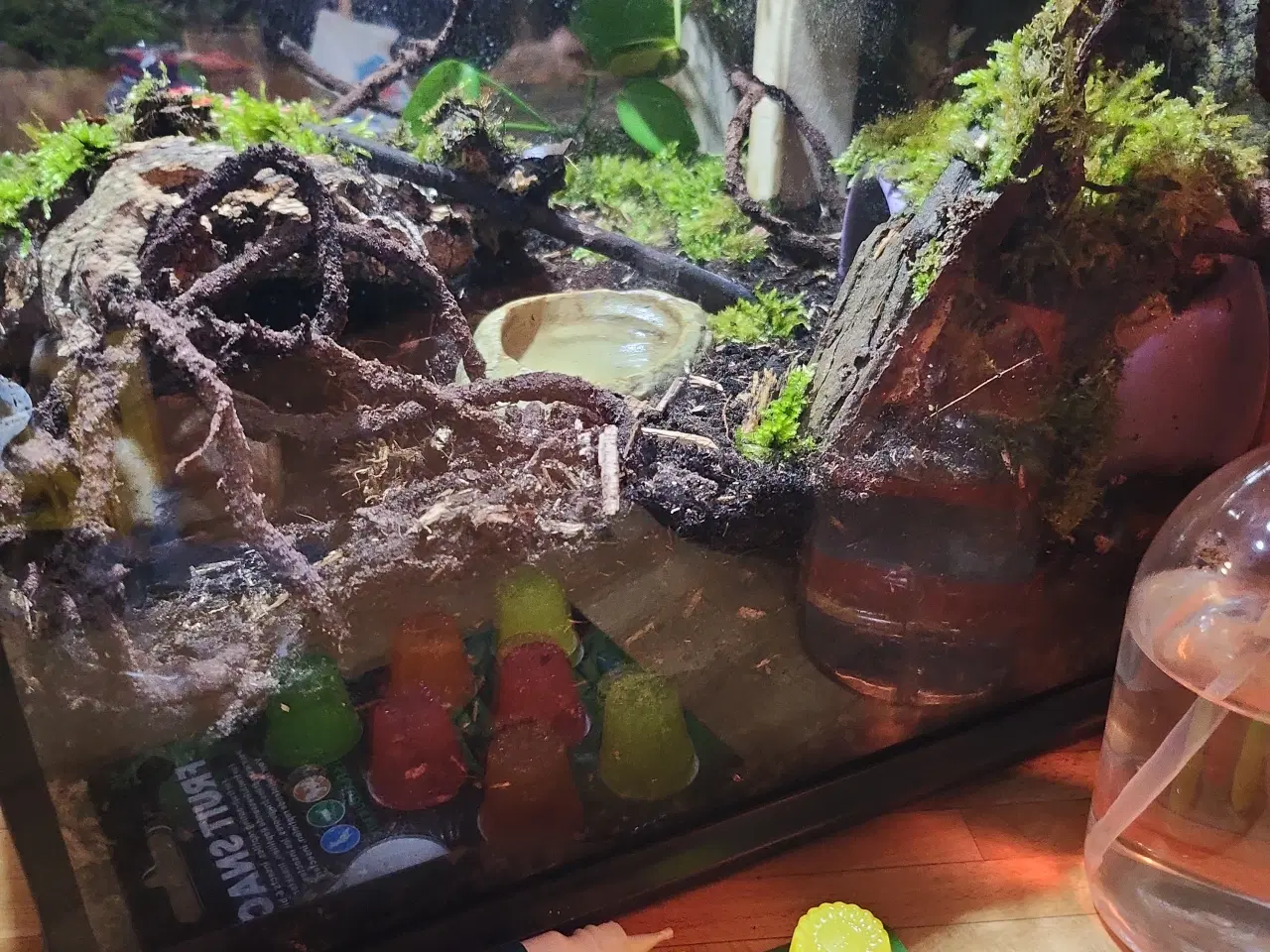 Billede 8 - Omplet Terrariet  Gargoyel gekko  