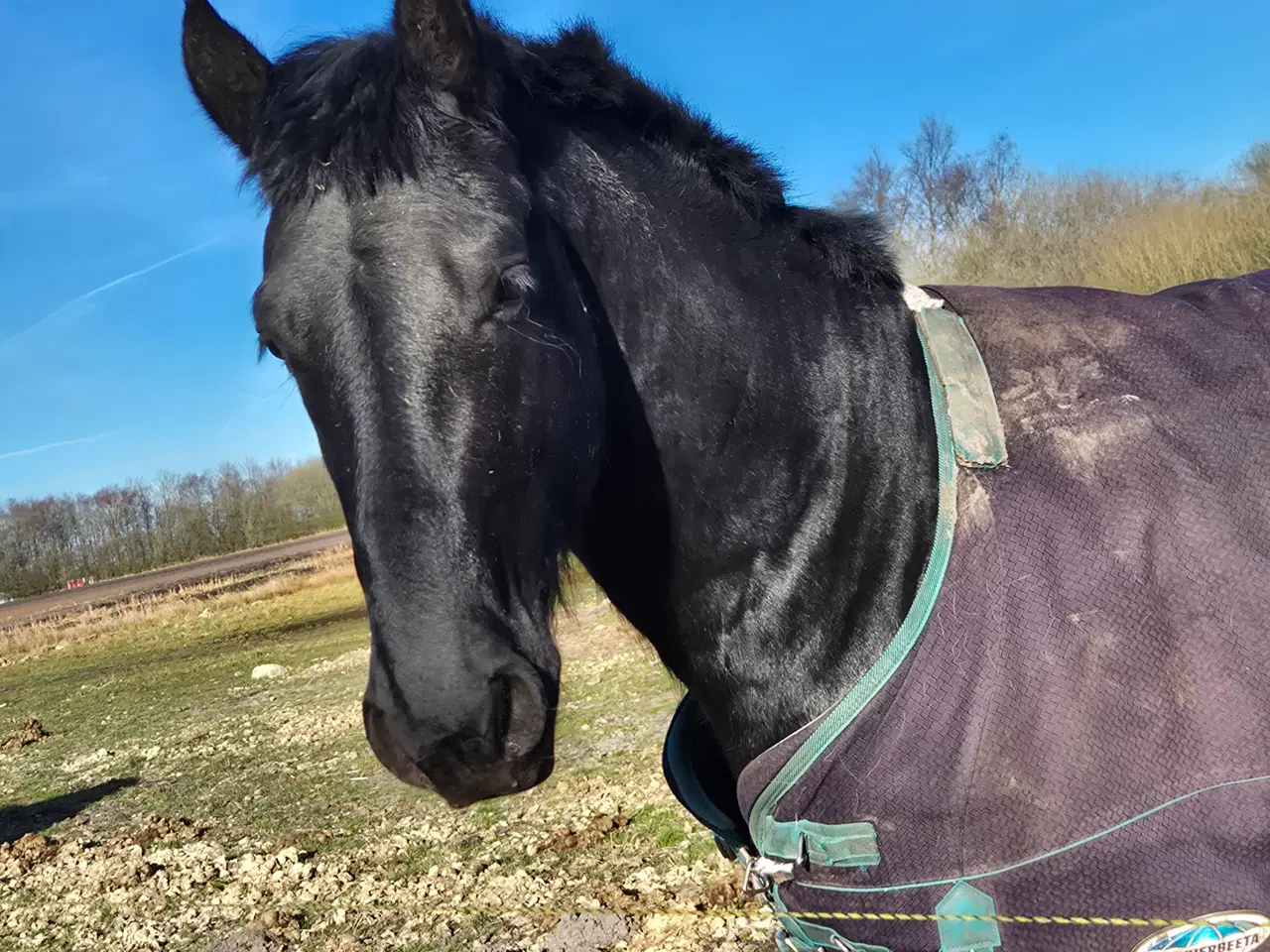 Billede 6 - Smuk barok pinto 