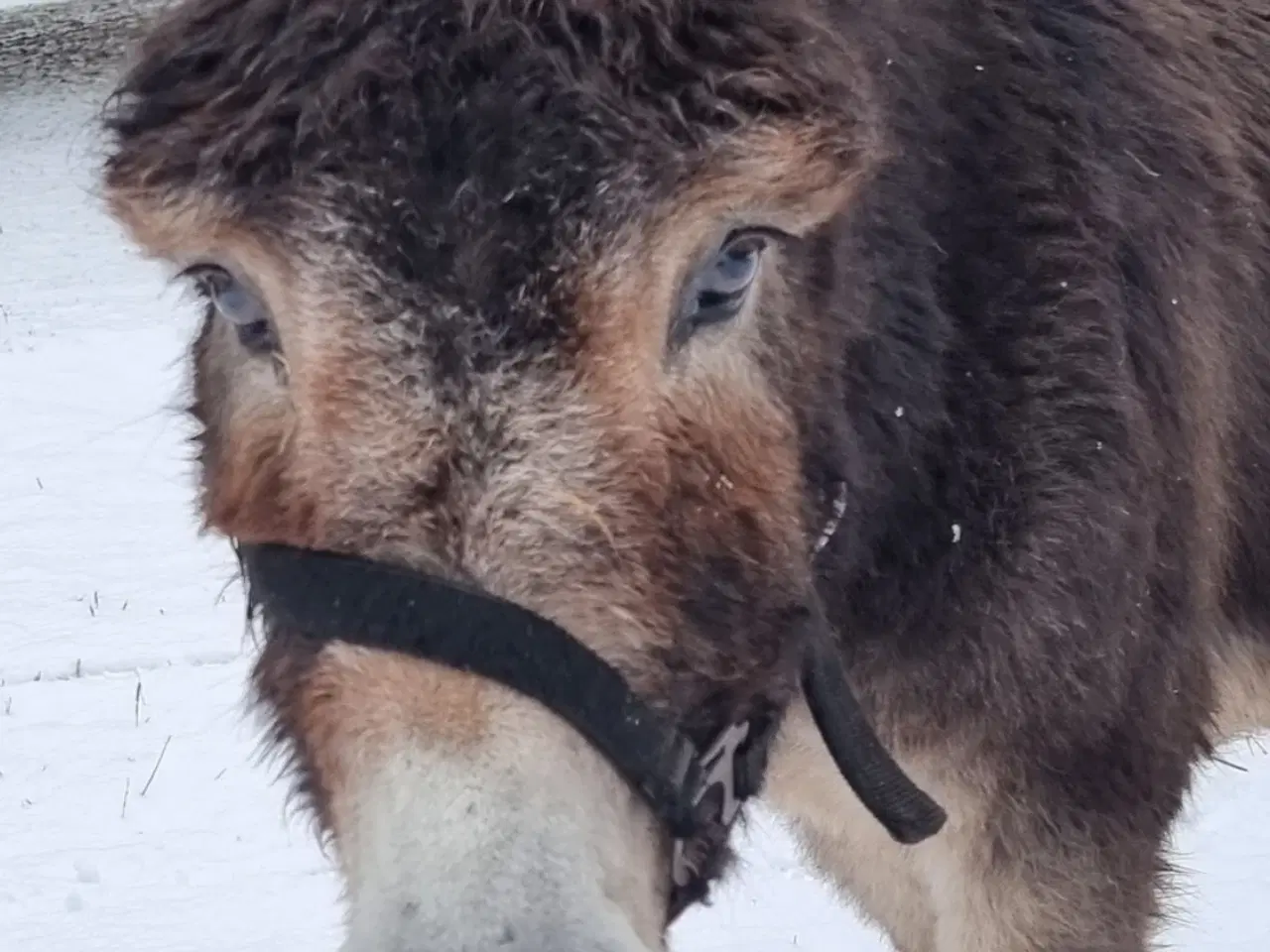 Billede 2 - Skøn æsel hingst