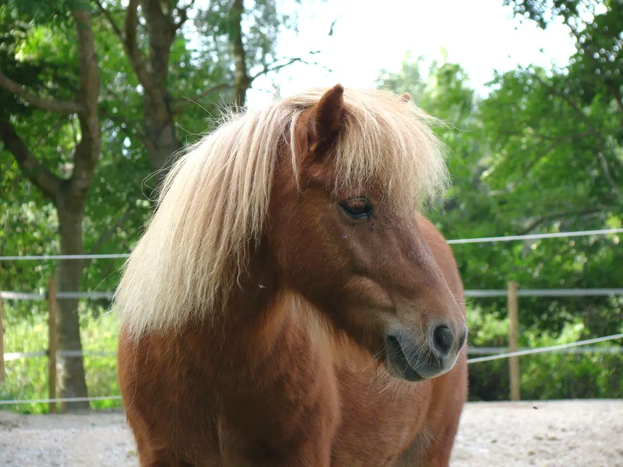 Billede 8 - Shetlænderen Betterøv