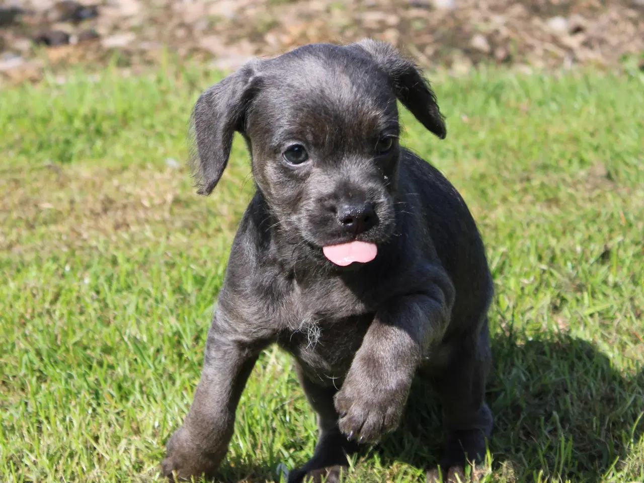 Billede 4 - Froodle - fransk bulldog / puddel 