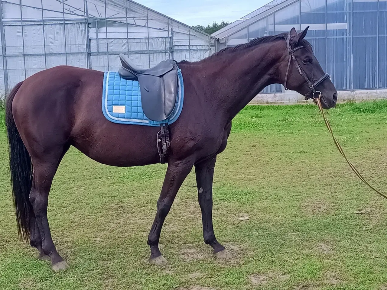 Billede 6 - Smuk Dv hoppe 