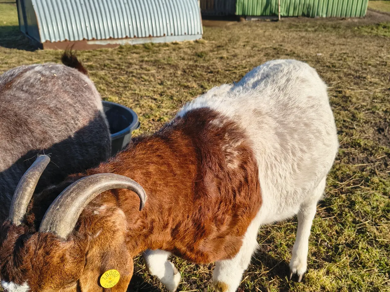 Billede 4 - 2 stk boergeder kasterater 