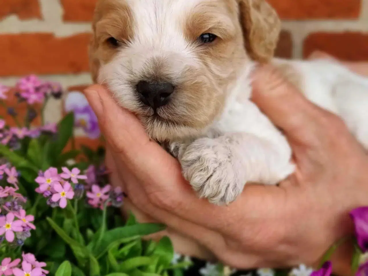 Billede 1 - Billedskøn cavapoo hvalp 