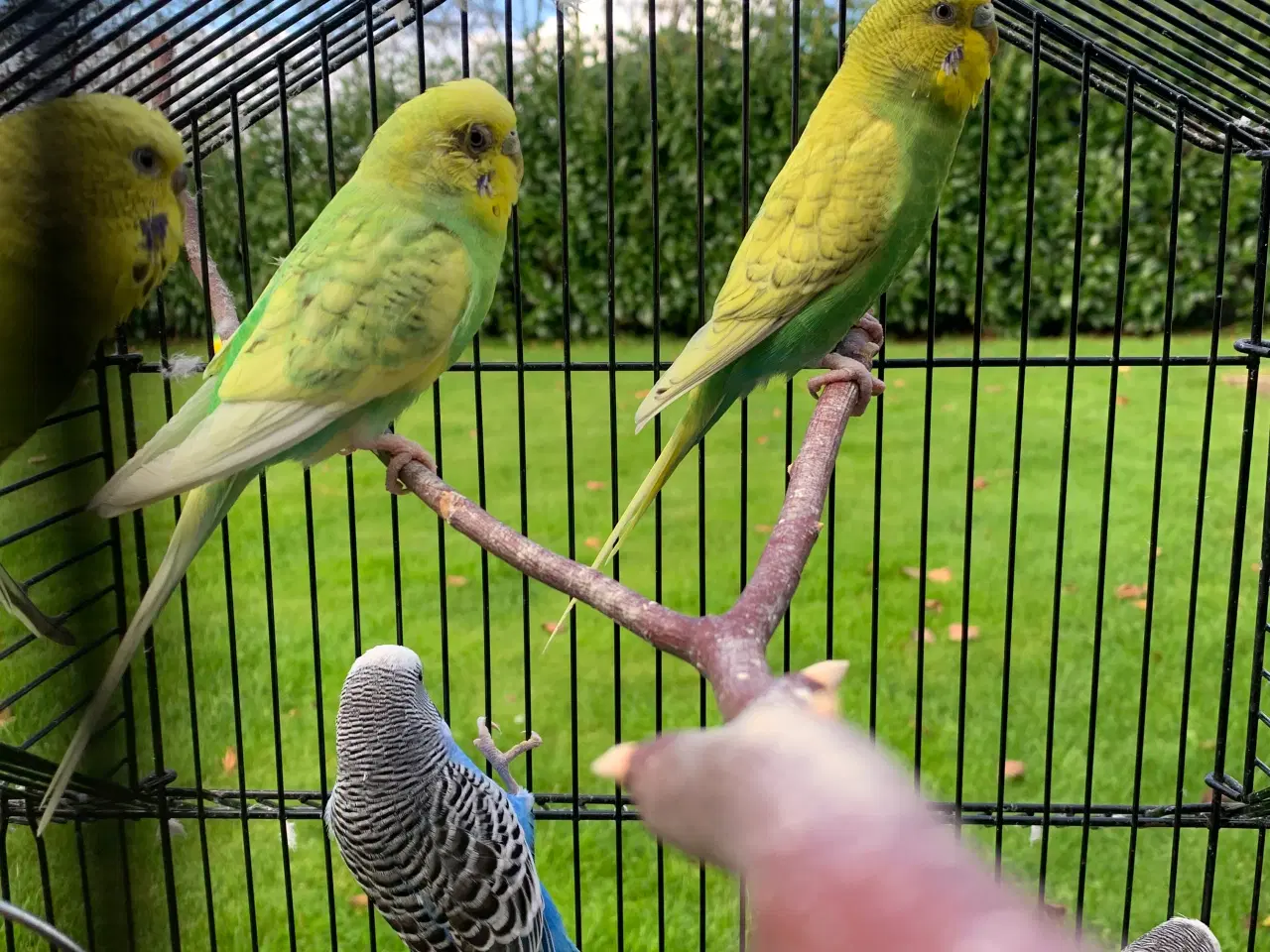 Billede 3 - 7 søde undulater