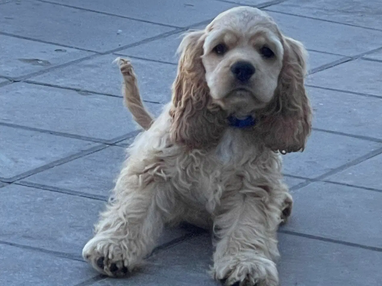 Billede 12 - Rejseklar 🧳 Skønne Amerikanske Cockerspaniel 