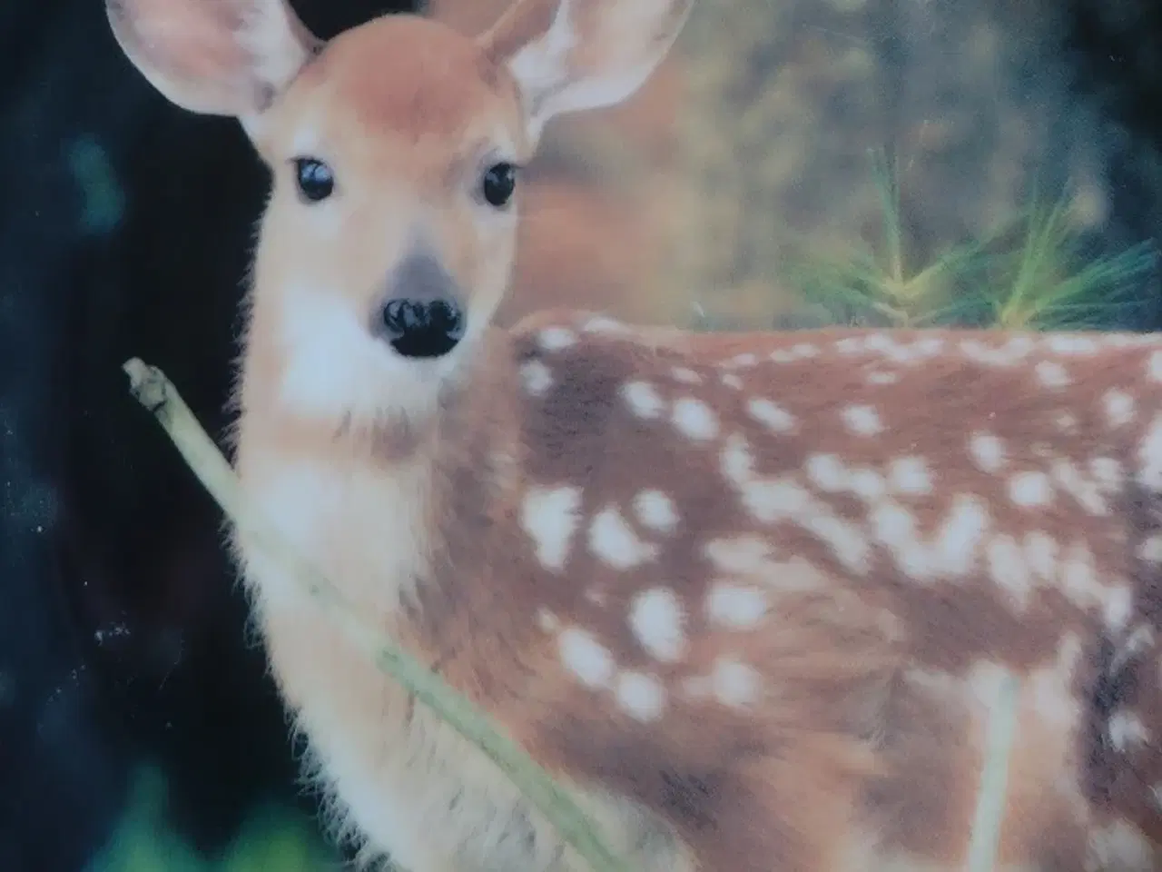 Billede 2 - Bedårende tallerken med Bambi/hjortekid