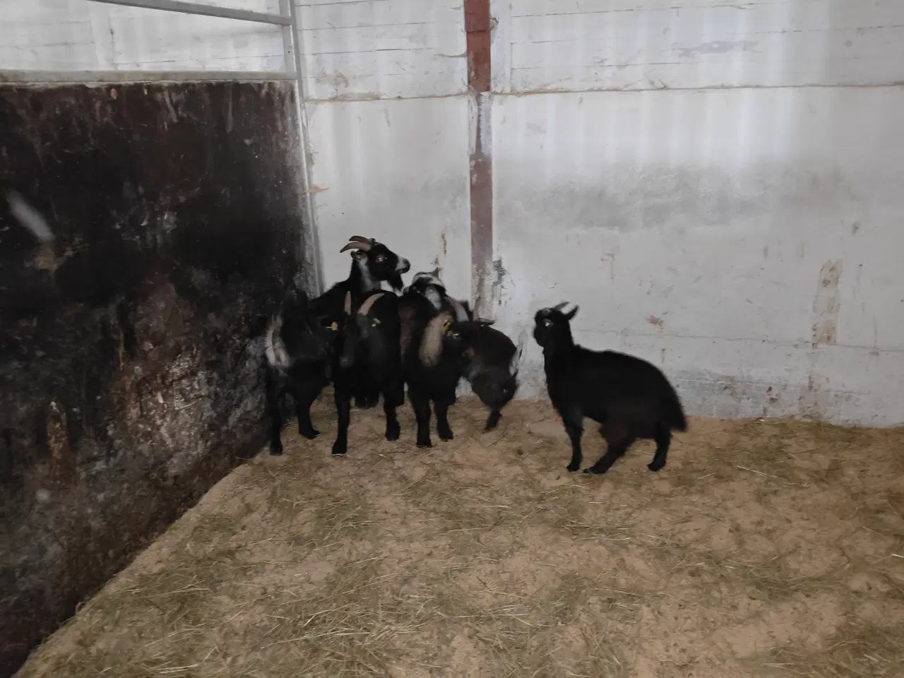 Billede 2 - Dværg gede bukke