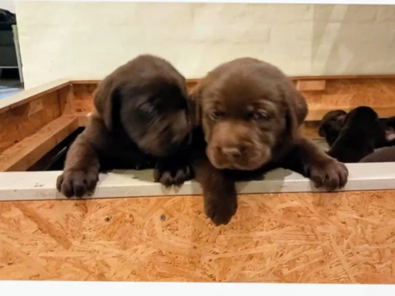 Billede 2 - Labrador hvalpe 