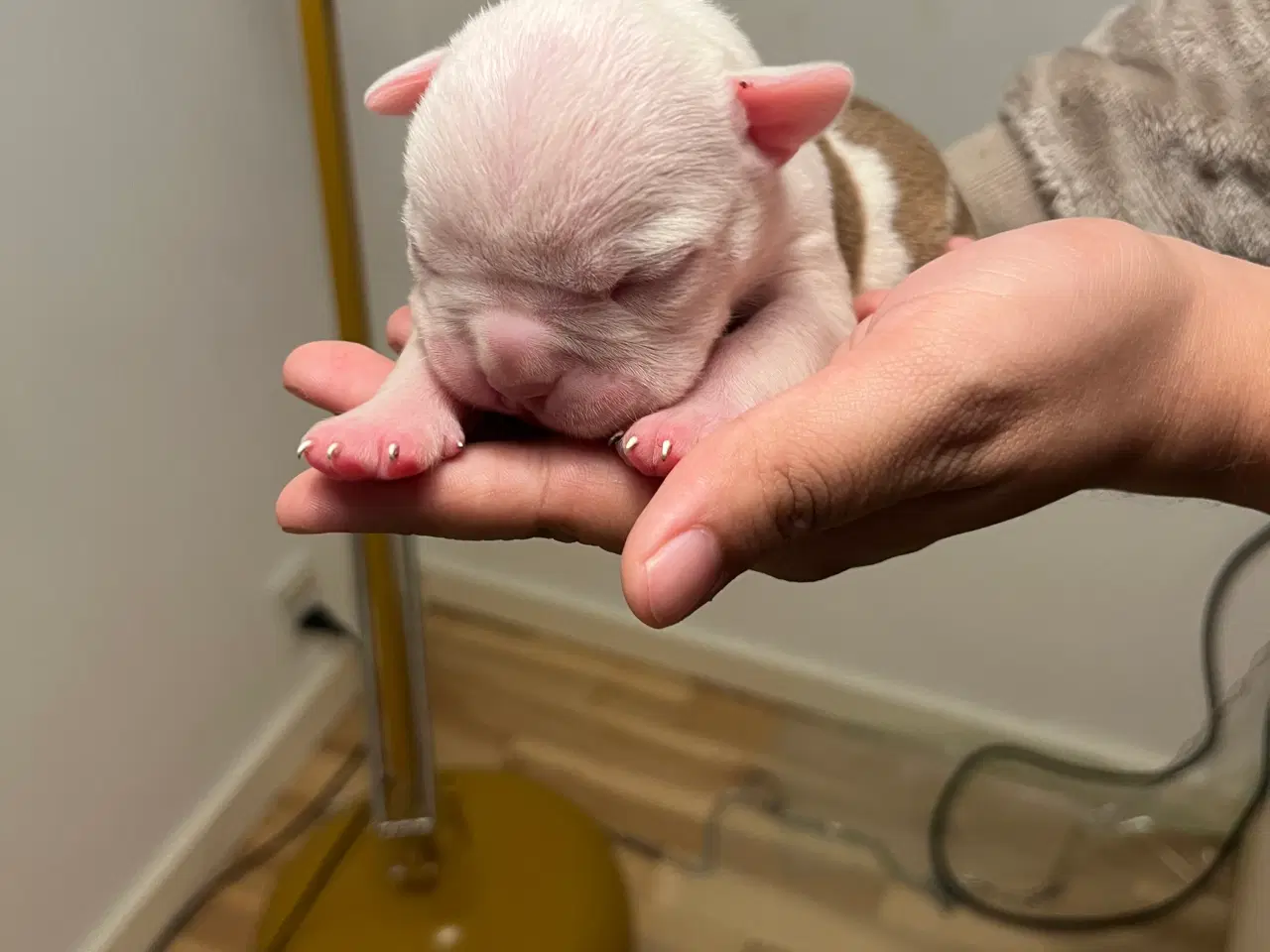 Billede 1 - Old English Bulldog