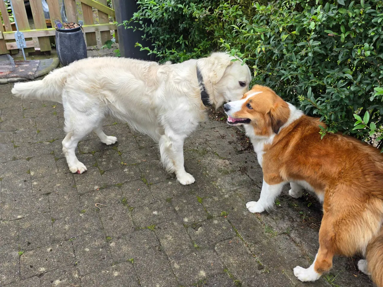 Billede 6 -  blandings hvalpe