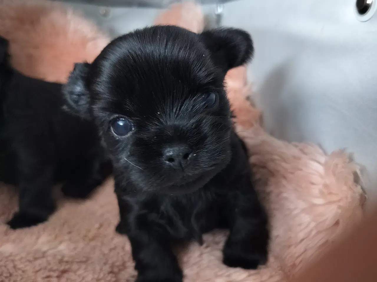 Billede 4 - Skønneste Sorte Yorkshire Terrier