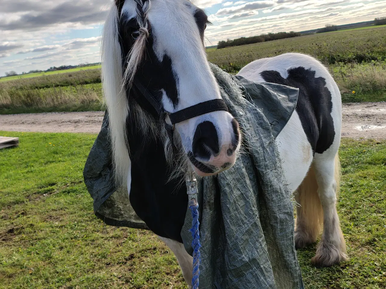 Billede 2 - Irish cob, vallak