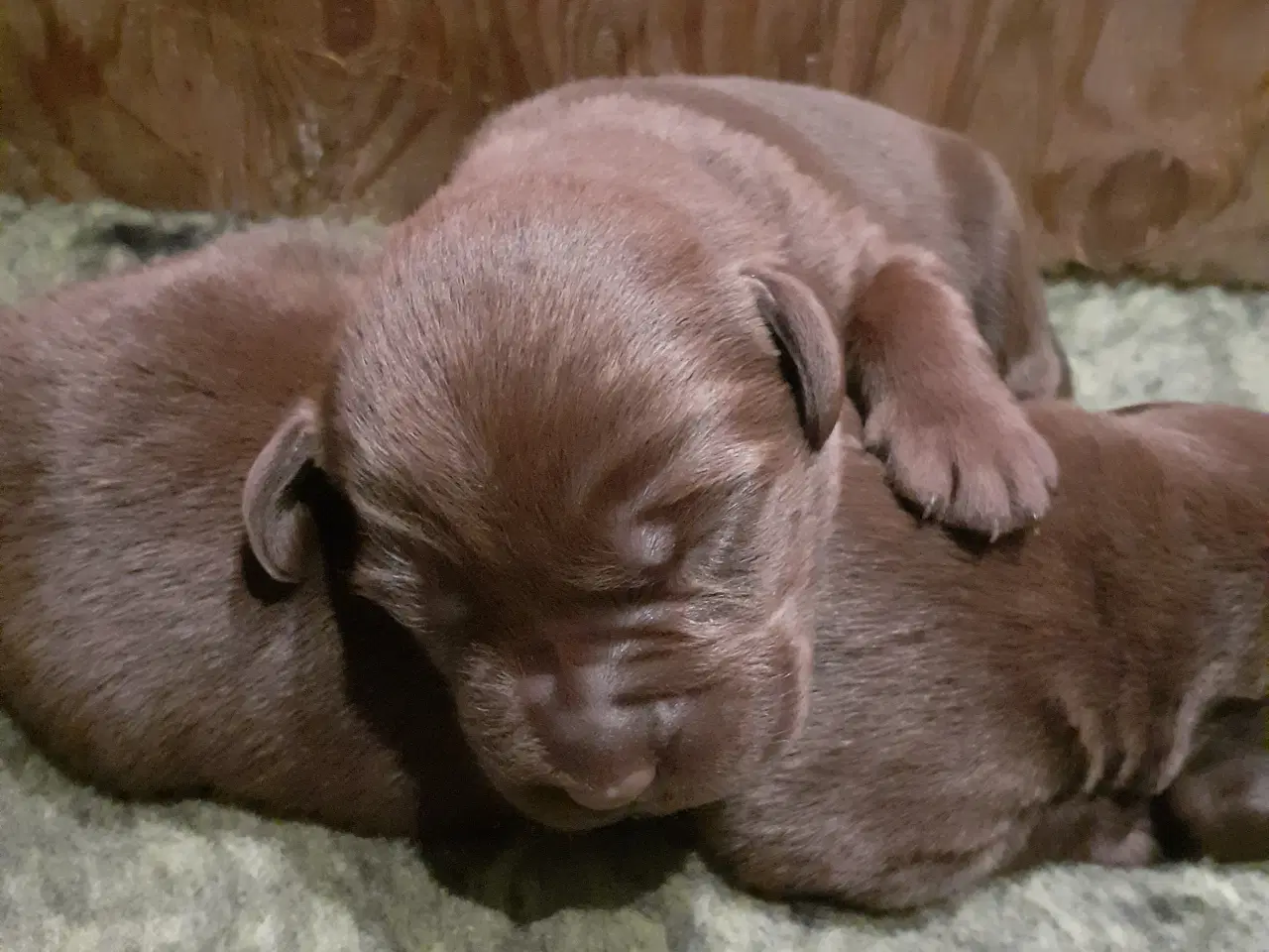 Billede 1 - Labrador hvalpe brune