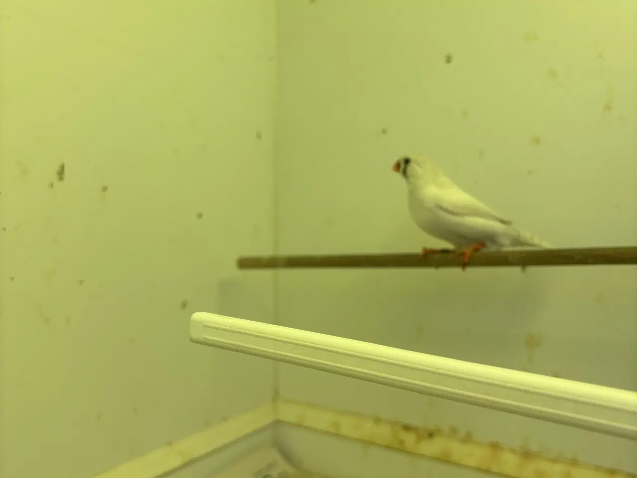 Billede 2 - 1,1 XL Zebrafinker 