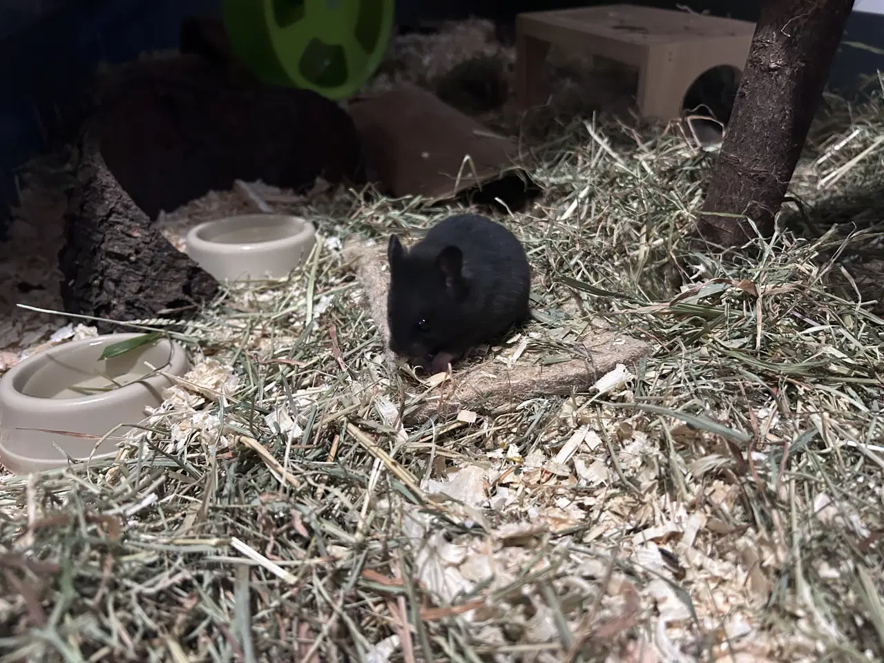 Billede 5 - Sibiriske guldhamster unger