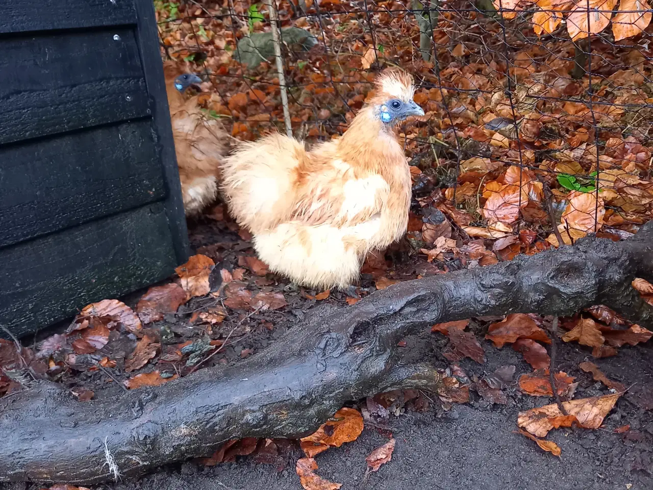 Billede 1 - Dværg silkehøns 